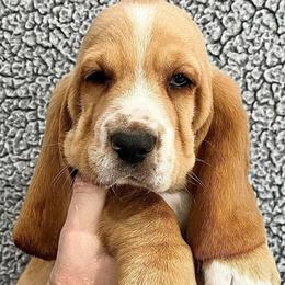 Reese's (royal blue) - Red and white male Basset Hound puppy in Kingsport, Tennessee from Bear’s Bassets