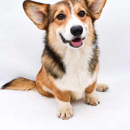 Cayde - Pembroke Welsh Corgi
