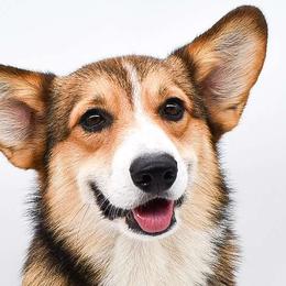 Cayde - Pembroke Welsh Corgi