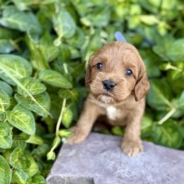 Blue - Red male Cockapoo puppy in Preston, Idaho from Shaffer Top Notch Puppies