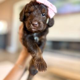 Balenciaga - Sable female Aussiedoodle puppy in Queen Creek, Arizona from Sunny Doodles