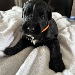 Klaus - Black male Giant Schnauzer puppy in Noblesville, Indiana from Stratton House Kennels