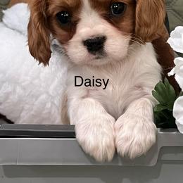 Daisy - Blenheim female Cavalier King Charles Spaniel puppy in Pearl River, New York from Cooltomin Cavaliers