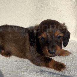 Boy 1 - Sable male Dachshund puppy in Brandon, Mississippi from A & N Kennels