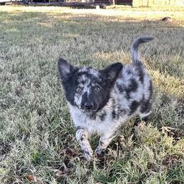 Waiver - Black merle male Mudi puppy in Valley Mills, Texas from Graves Farm Mudi