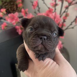 Biscotti - Black and tan female French Bulldog puppy in Galt, California from The three little frenchies