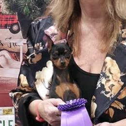 Miniature Pinscher puppies from Flashfire