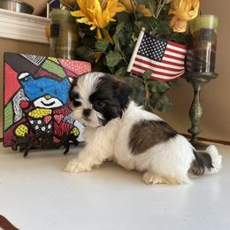 Boy 5 - male Shih Tzu puppy in Troy, Michigan from "Shihtzu Best Friend"