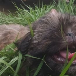 Shih Tzu Puppies from Peterson Shih Tzus
