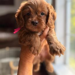 Lady Bug - Red and white female Cockapoo puppy in Alexandria, Alabama from Bright and Beautiful Cockapoos and Doodles