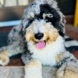Bucky - Bernedoodle