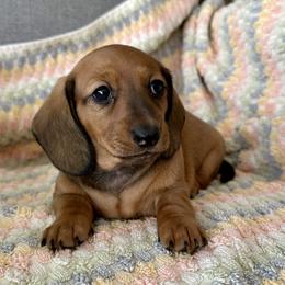 Clover - Red female Dachshund puppy in Moreno Valley, California from DeLorenzo Dachshunds