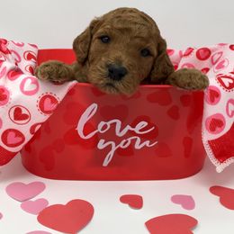 Goldendoodle Puppies from Heartshine Doodles