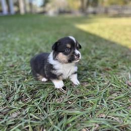 Black Tri - Black and tan male Pembroke Welsh Corgi puppy in Ocala, Florida from Rivermont Farm