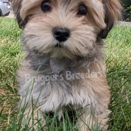 Havanese from Brugger's Breeders, LLC