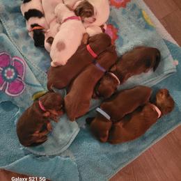 Dachshund Puppies from Weenies on the Lake