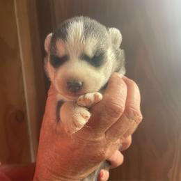 Kodiak - Gray and white male Siberian Husky puppy in Thomasville, Georgia from Southern Blues Siberian Huskies