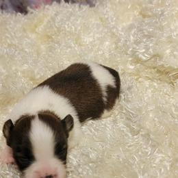 Tessa - White black and tan female Papillon puppy in Conetoe, North Carolina from Southern Belle's Biewer Terriers & Papillons