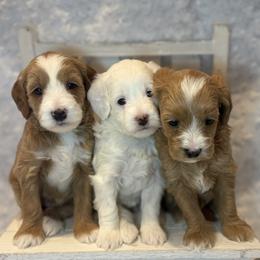 Goldendoodle Puppies from DayDream Doodles