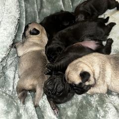 Pugs from Sonja Wing