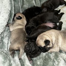 Pugs from Sonja Wing