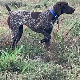 German Shorthaired Pointers from Revenant German Shorthairs