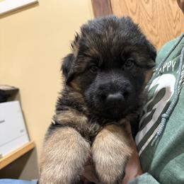 Ace - Black and tan male German Shepherd puppy in Brighton, Michigan from Szegi Haus K9 Solutions