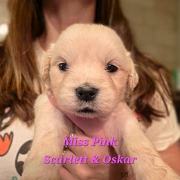 Miss Pink - Light golden female Golden Retriever puppy in Waynesburg, Ohio from Avalon English Retrievers