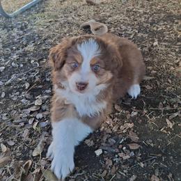 Emma - Red tri female Miniature Australian Shepherd puppy in Copperas Cove, Texas from Aussies Acre