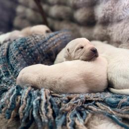 Cupid - Yellow male Labrador Retriever puppy in Sweet Home, Oregon from Knotty Creek Labradors