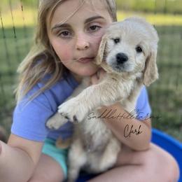 Clark 1725 - Cream male Goldendoodle puppy in Rienzi, Mississippi from Saddle Hill Farms