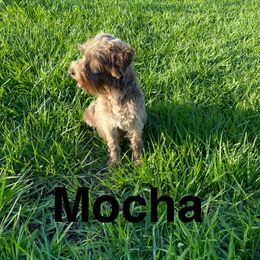 Mocha - Miniature Schnauzer