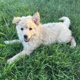 Maui - Yellow female Mudi puppy in Valley Mills, Texas from Graves Farm Mudi