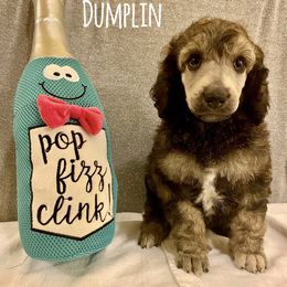Poodle Puppies from Cosmic Caliber Standard Poodles