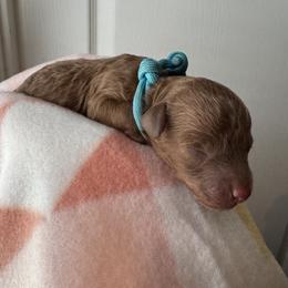 Charles - Red  male Poodle puppy in Labelle, Florida from RomLein Poodle