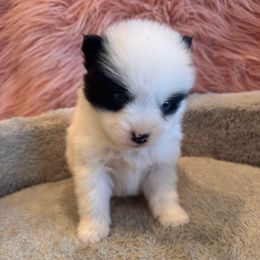 Jack - Black and white male Pomsky puppy in Bucyrus, Missouri from Hill Top Pomskies
