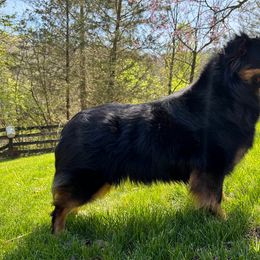 Ali - Australian Shepherd