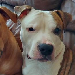 American Bullies from E&M