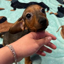 Daisy - Sable female Dachshund puppy in Conroe, Texas from Harper’s Waggin Winnie’s