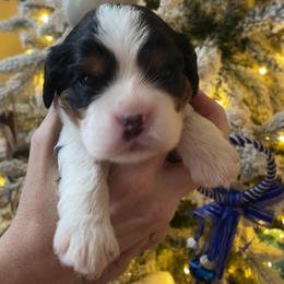 Maverick - Tri-color male Cavalier King Charles Spaniel puppy in Melbourne, Florida from Majestic Cavaliers of Melbourne FL