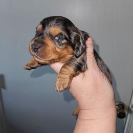 Girl 2 - Dapple female Dachshund puppy in Lansing, Michigan from Black Thunder 517 Cane Corso and Dachshunds