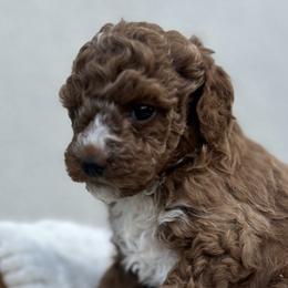 Shihpoos from Zoeys puppies