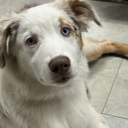 Australian Shepherd All Grown Up from Flowertown Aussies
