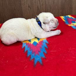 Blue Boy - Yellow male Labrador Retriever puppy in Iowa City, Iowa from Country Road Acres
