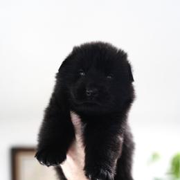Havoc - Black male German Shepherd puppy in Coarsegold, California from Yosemite Shepherds