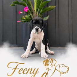 Feeny - Mantle male Great Dane puppy in Liberty, New York from Catskills Greatest Danes
