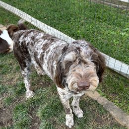 Chloe - Aussiedoodle