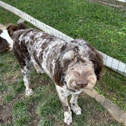 Chloe - Aussiedoodle