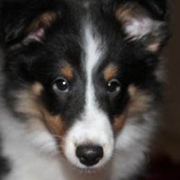 Shetland Sheepdogs from Stafford Shelties
