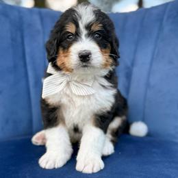 Peter Pan - Tri-color male Bernedoodle puppy in Bellville, Ohio from Bernedoodle Buddies